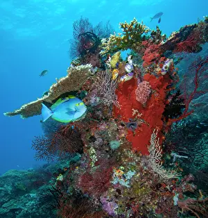 Acanthuridae Prints: Eyemask surgeonfish (Acanthurus mata) hanging motionless beneath a ledge of Acropora table coral