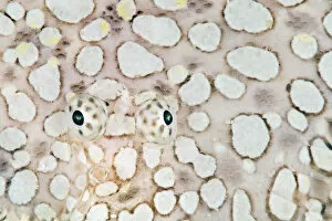 Eyes of Margined sole fish (Brachirus heterolapis) on its camouflaged body. Saonek Island
