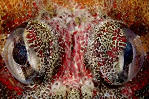 Eyes of Red Irish lord (Hemilepidotus hemilepidotus) in Browning Pass, Vancouver Island, British Columbia, Canada