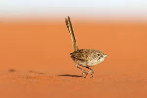 July 2021 Highlights Gallery: Eyrean Grasswren (Amytornis goyderi) in typical hopping motion, Andado Station