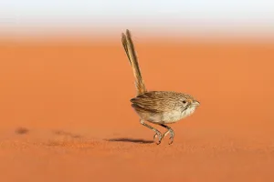 Eyrean Grasswren (Amytornis goyderi) in typical hopping motion, Andado Station