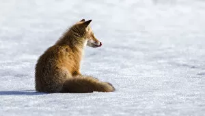Ezo red fox (Vulpes vulpes schrencki) sitting on snow, licking lips after eating Vole