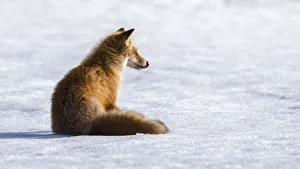 Sticking Out Tongue Prints: Ezo red fox (Vulpes vulpes schrencki) sitting on snow, licking lips after eating Vole