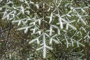Gymnosperm Prints: Faber's fir (Abies fabri) trees in old growth forest on the table mountain Wawushan reserve