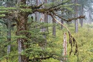 Gymnosperm Prints: Faber's fir (Abies fabri) trees in old growth forest on the table mountain Wawushan reserve