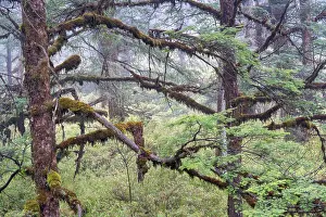 Gymnosperm Prints: Faber's fir (Abies fabri) trees in old growth forest on the table mountain Wawushan reserve