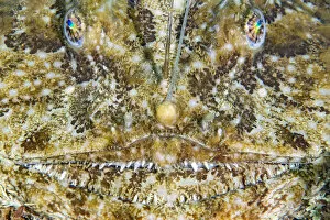Face of an Anglerfish (Lophius piscatorius), Chesil Beach, Dorset, UK, English Channel