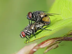 Muscomorpha Prints: Face flies (Musca autumnalis) pair mating on leaf