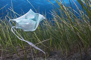 Environmental Damage Prints: Face mask, used as PPE during Covid-19, improperly disposed of in the sea, Tenerife