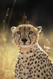 Cheetahs Collection: Face portrait of female Cheetah {Acinonyx jubatus}, East Africa