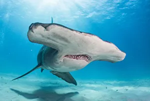Face portrait of a Great hammerhead shark (Sphyrna mokarran) off Bimini, Bahamas