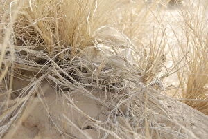 Face of a Sand Cat (Felis margarita) camouflaged in dry desert grass. Critically endangered species