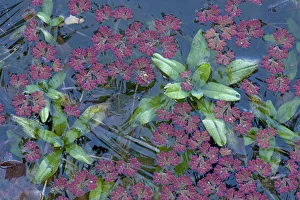 Heather Angel Prints: Fairy fern (Azolla filiculoides) and Water forget me not (Myosotis scorpioides) in