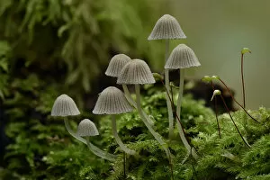 Fairy inkcap fungus (Coprinellus disseminatus) small group of this inkcap growing from mossy log