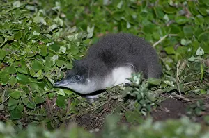 Nocturnal Prints: Fairy penguin (Eudyptula minor) chick preparing to fledge