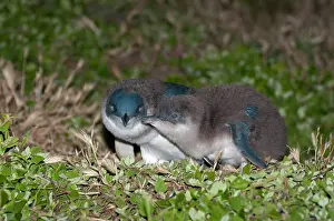 Nocturnal Prints: Two Fairy penguin (Eudyptula minor) chicks preparing to fledge