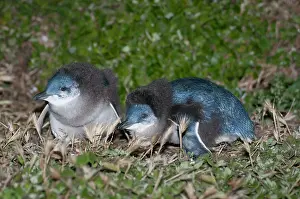 Nocturnal Prints: Two Fairy penguin (Eudyptula minor) chicks preparing to fledge