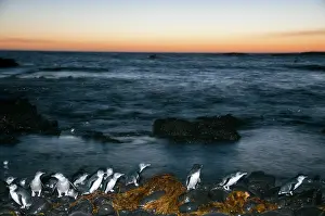 Nocturnal Prints: Fairy penguin (Eudyptula minor) colony