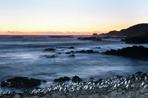 Nocturnal Prints: Fairy penguin (Eudyptula minor) colony coming ashore after dusk to reach breeding site
