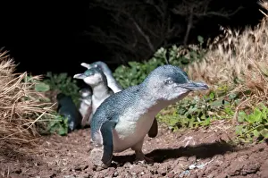 Nocturnal Prints: Fairy penguin (Eudyptula minor) colony making their way towards nesting burrows at night