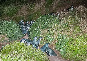 Nocturnal Prints: Fairy penguin (Eudyptula minor) colony making their way towards nesting burrows at night