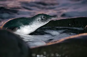 Nocturnal Prints: Fairy penguin (Eudyptula minor) coming ashore after dusk to reach breeding site