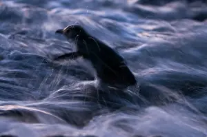 Nocturnal Prints: Fairy penguin (Eudyptula minor) coming ashore after dusk to reach breeding site