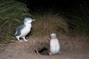 Nocturnal Prints: Fairy penguin (Eudyptula minor) with large chick at nesting burrow at night