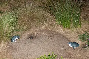 Nocturnal Prints: Fairy penguin (Eudyptula minor) with large chick resting close to nesting burrow at night