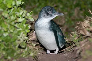 Nocturnal Prints: Fairy Penguin (Eudyptula minor) standing on trail near nesting burrows at night