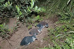 Nocturnal Prints: Three Fairy penguins (Eudyptula minor)