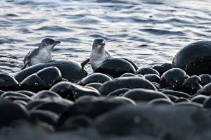 Nocturnal Prints: Two Fairy penguins (Eudyptula minor) coming ashore after dusk to reach breeding site