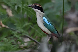 Fairy pitta (Pitta nympha) in the forest in Guangshui, Hubei province, China. July