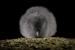 Down Prints: Fairy prion (Pachyptila turtur) chick