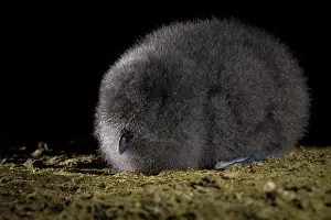Down Prints: Fairy prion (Pachyptila turtur) chick