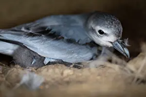 Tubinare Prints: Fairy prion (Pachyptila turtur) with chick
