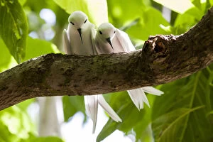 Fairy Tern (Gygis alba) pair, Cousin Island, Republic of Seychelles