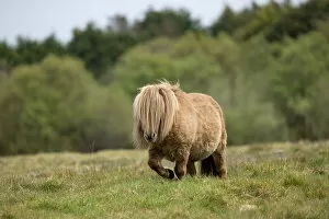 Falabella miniature horse, stallion, walking over grassland, County Kerry, Republic of Ireland. April