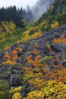 Images Dated 10th January 2012: Fall Vine maple and boulders, Mount Rainier National Park, Washington, USA October 2011