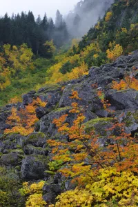Mountains Prints: Fall Vine maple and boulders, Mount Rainier National Park, Washington, USA October 2011