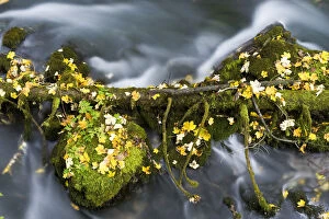 Fallen branch and moss covered rocks, Black River Crna Rijeka springs, Plitvice Lakes NP Croatia