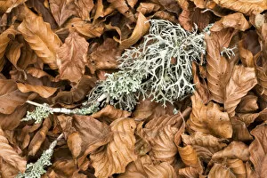 Fallen European beech leaves (Fagus sylvatica) and a twig with Lichen growing on it on the ground