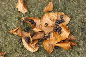 Faeces Prints: Fallen leaves, pine needles animal fecal pellets in woodland on Stribrne Steny (459m) Hrensko