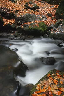 Fallen leaves on rocks on the Krinice River banks, Kyov, Ceske Svycarsko / Bohemian