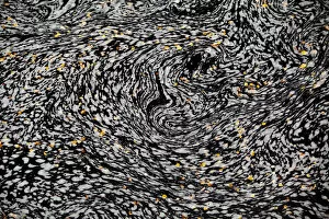 Fallen leaves and swirling foam patterns in River Affric, Glen Affric NNR, Cairngorms NP