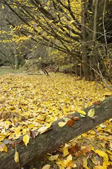 Images Dated 11th November 2008: Fallen leaves in wood, Brtnicky, Ceske Svycarsko / Bohemian Switzerland National Park
