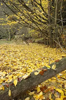 Fallen leaves in wood, Brtnicky, Ceske Svycarsko / Bohemian Switzerland National Park