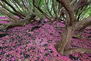 Rhododendron Prints: Fallen pink Rhododendron petals covering the ground on the Woodland Walk