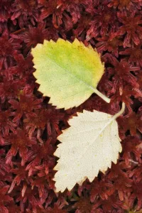 Still Life Prints: Fallen Silver Birch (Betula pendula) leaves on Sphagnum Moss (Sphagnum capillifolium)