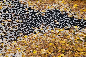 Fallen Silver birch leaves (Betula sylvestris) and foam swirling in river eddy, Glen Affric